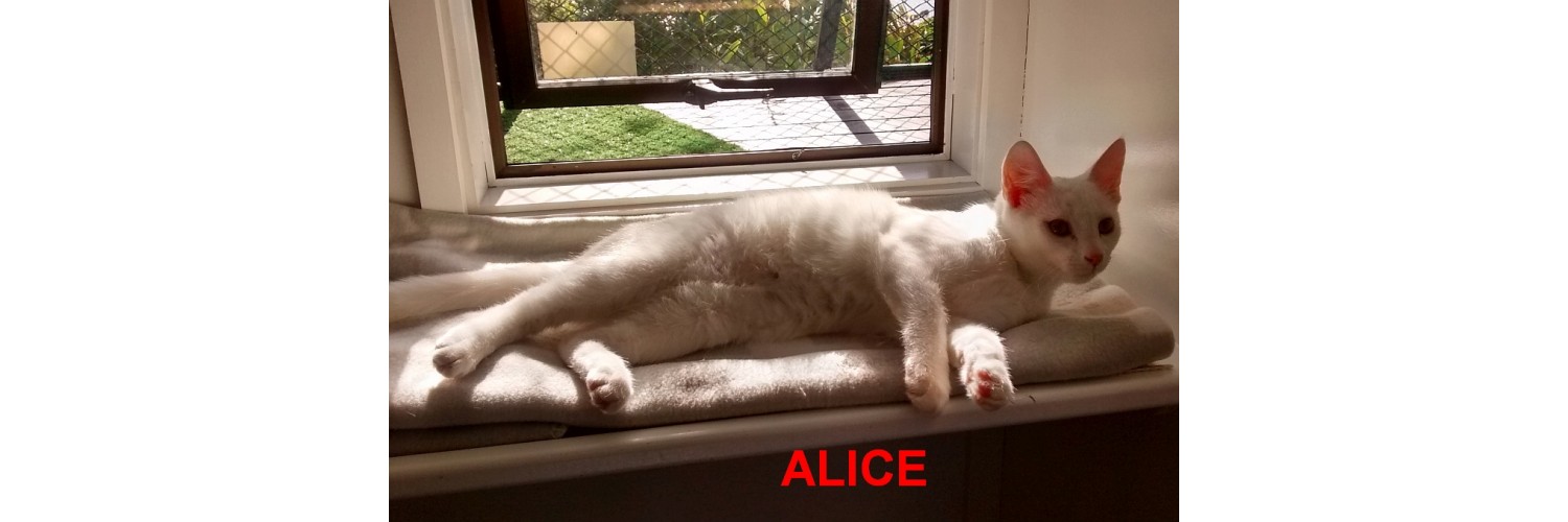 Alice