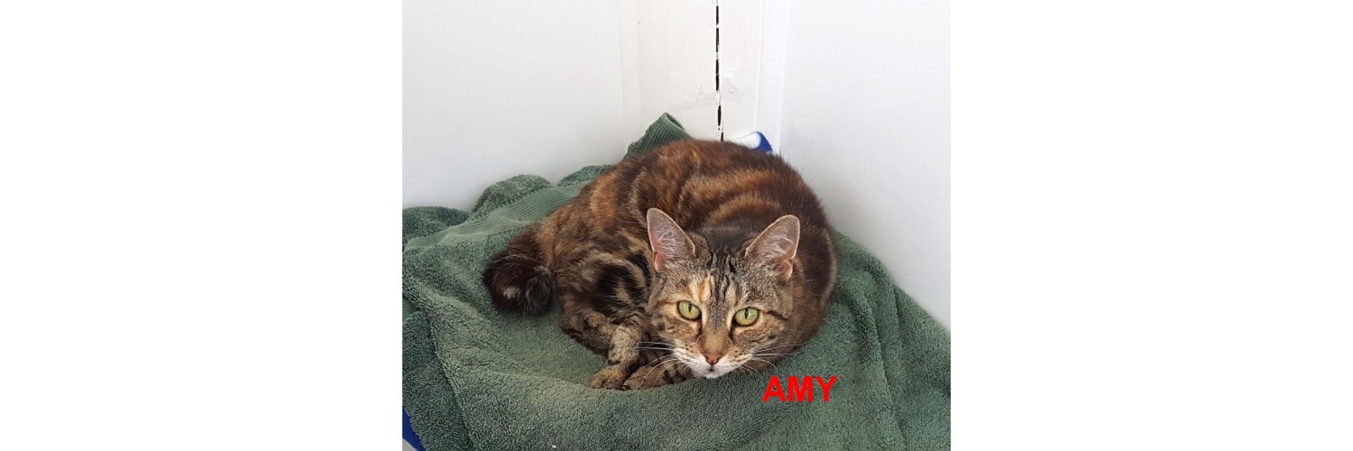 Amy