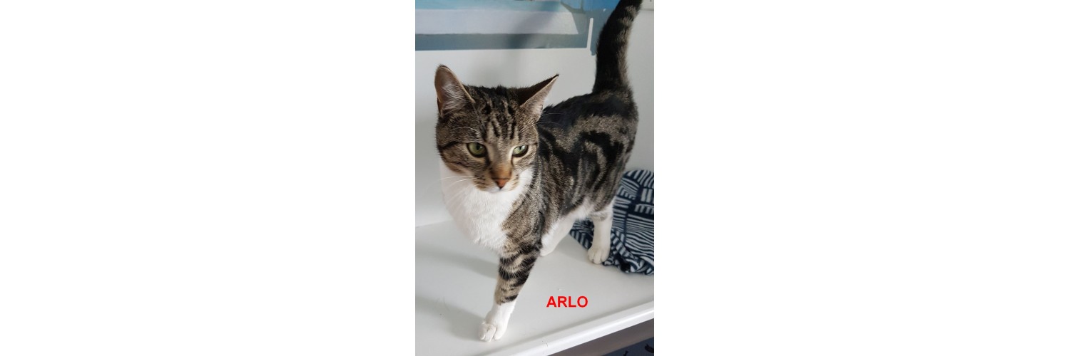 Arlo