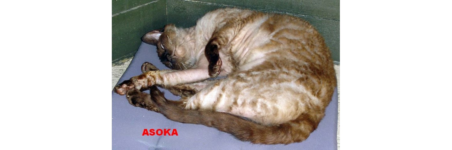 Asoka