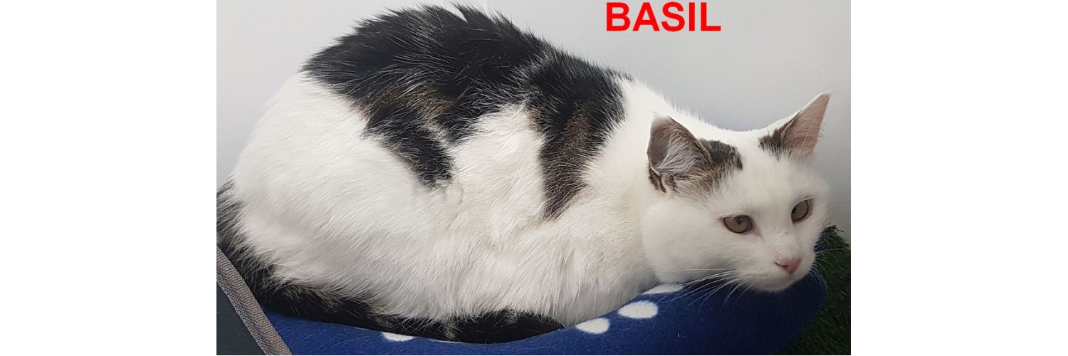 Basil