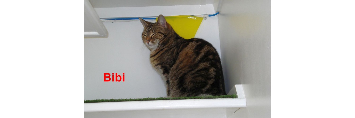 BiBi
