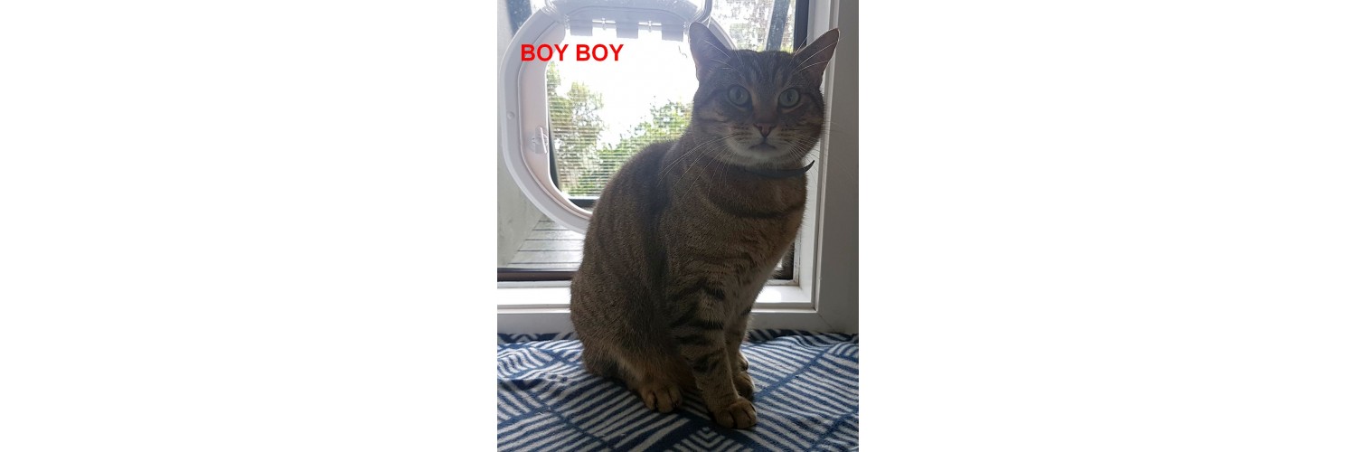 Boy Boy