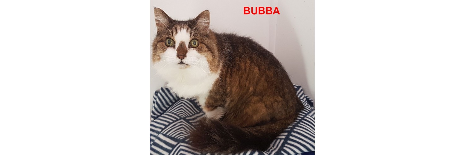 Bubba