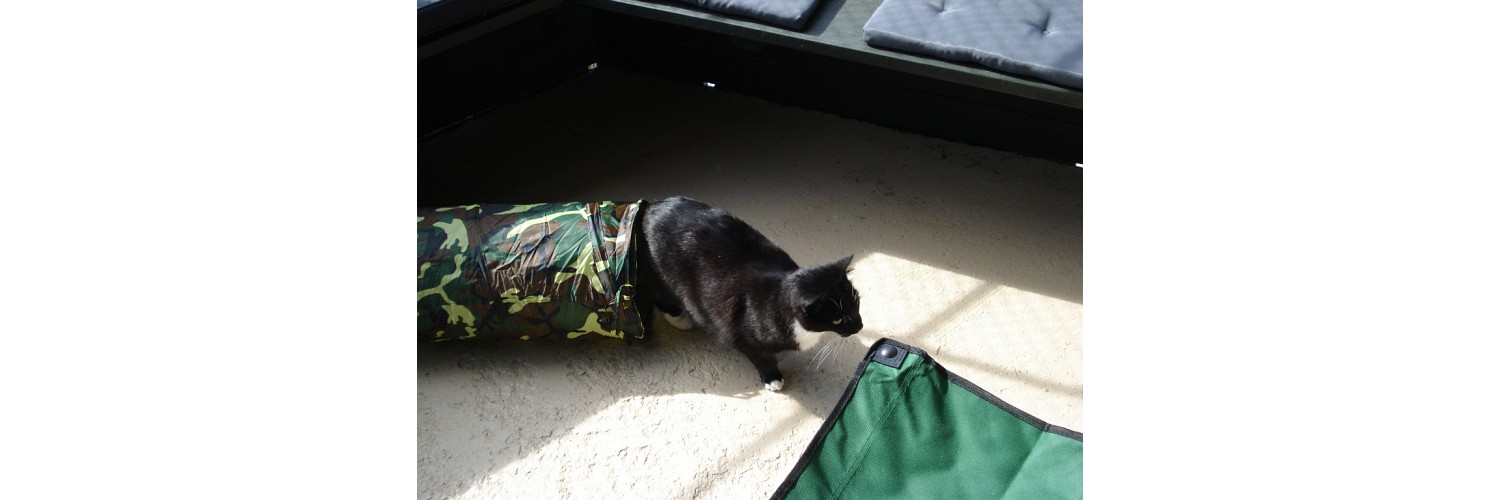 Cable Bay Cattery 20