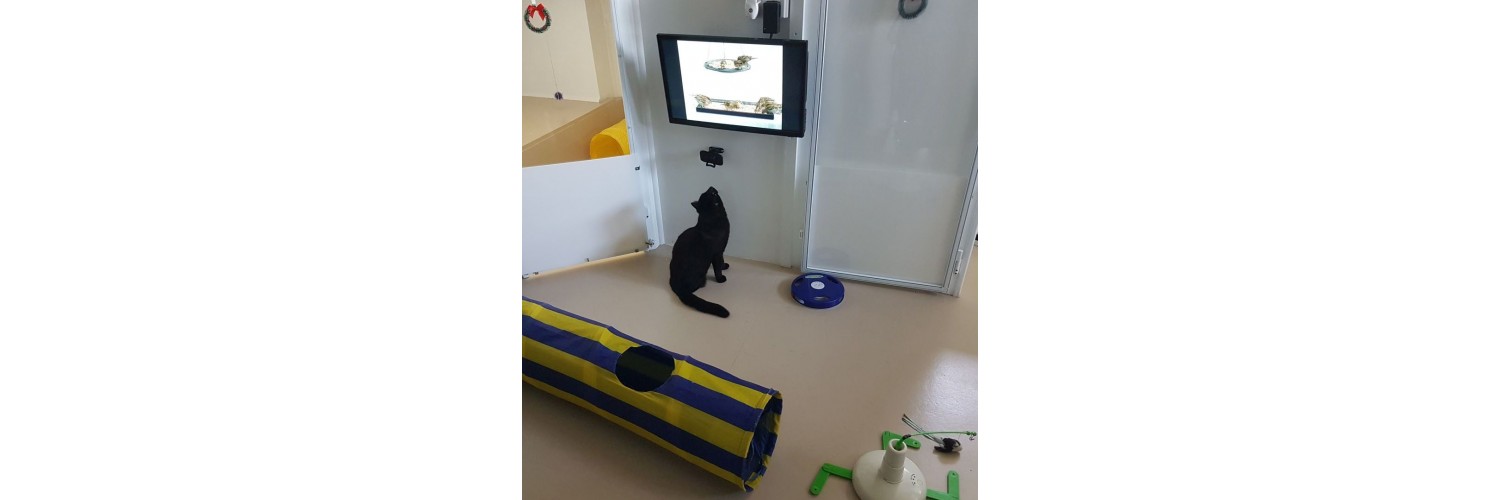 Cat watching TV