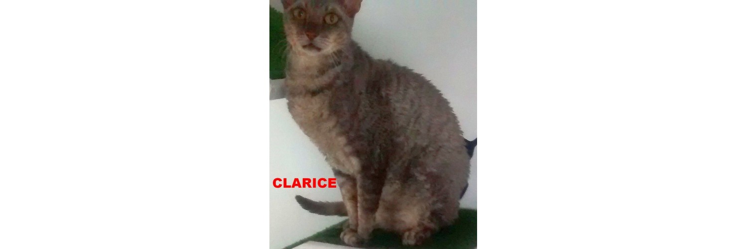 Clarice