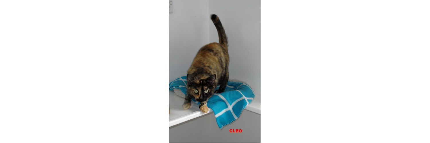 Cleo