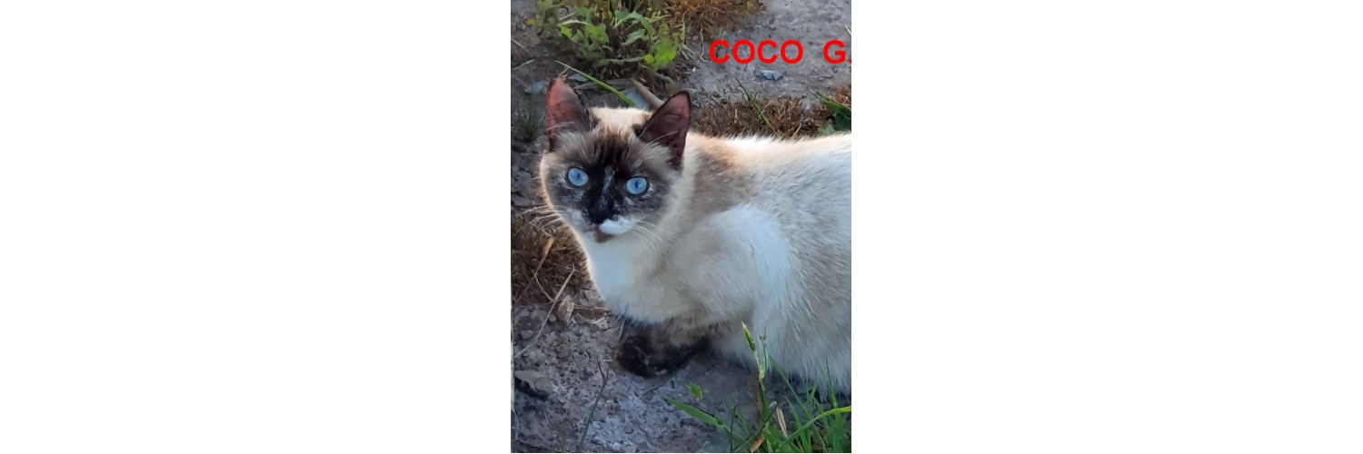 Coco G