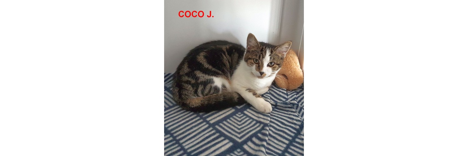 Coco J