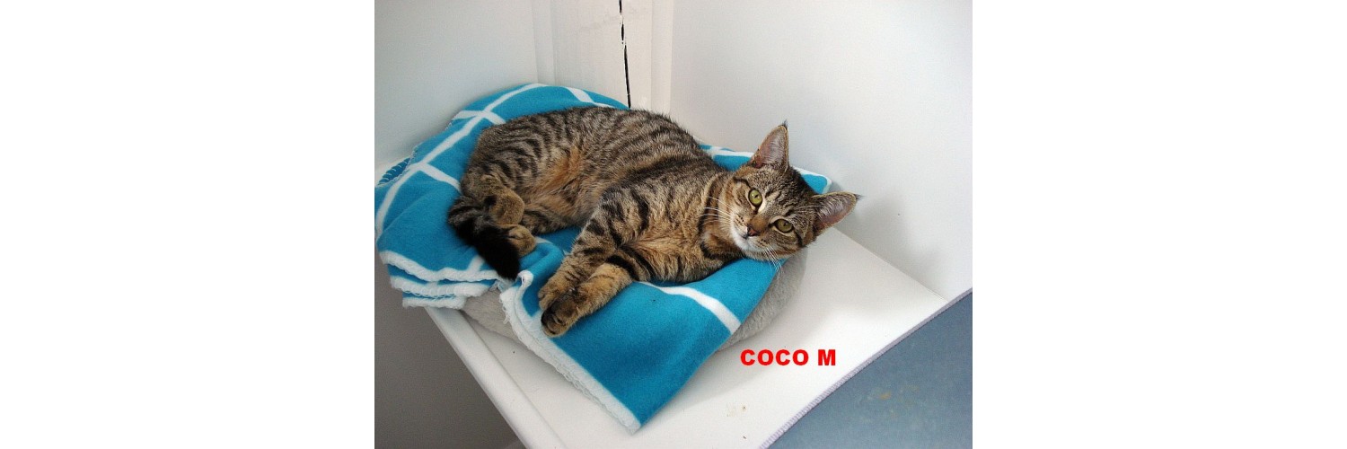 Coco Marsters