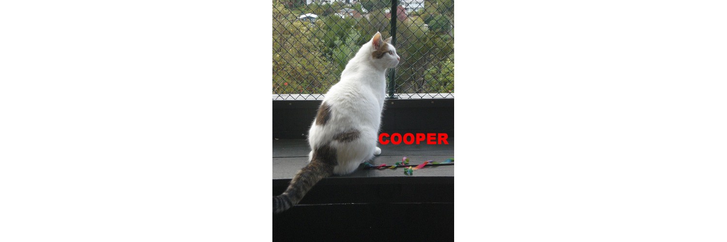Cooper
