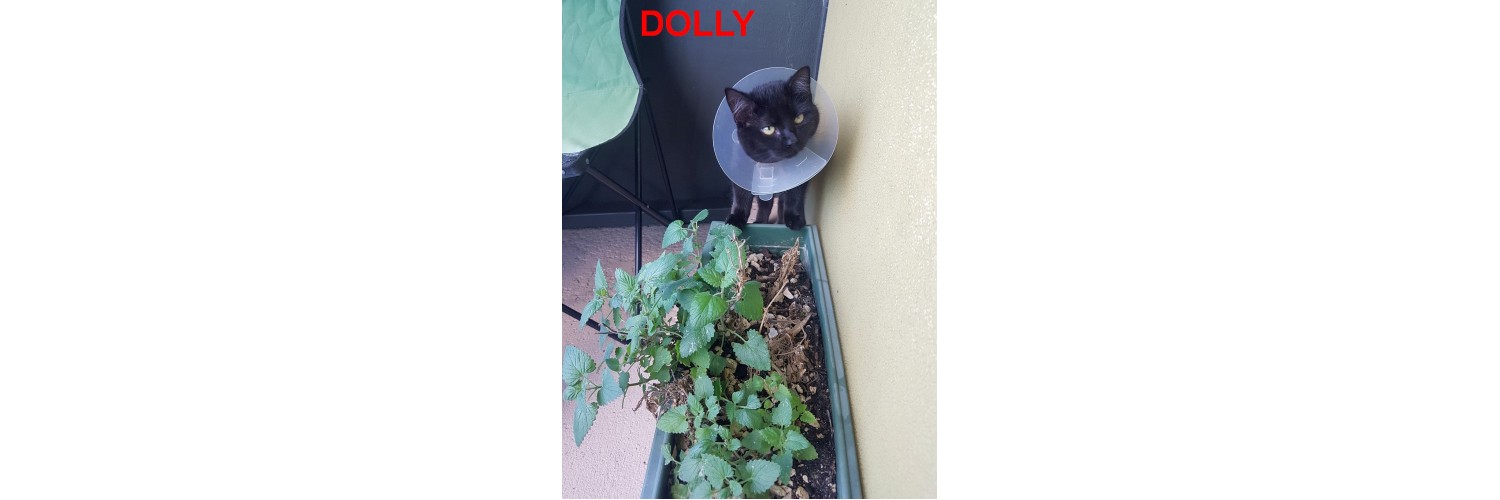 Dolly