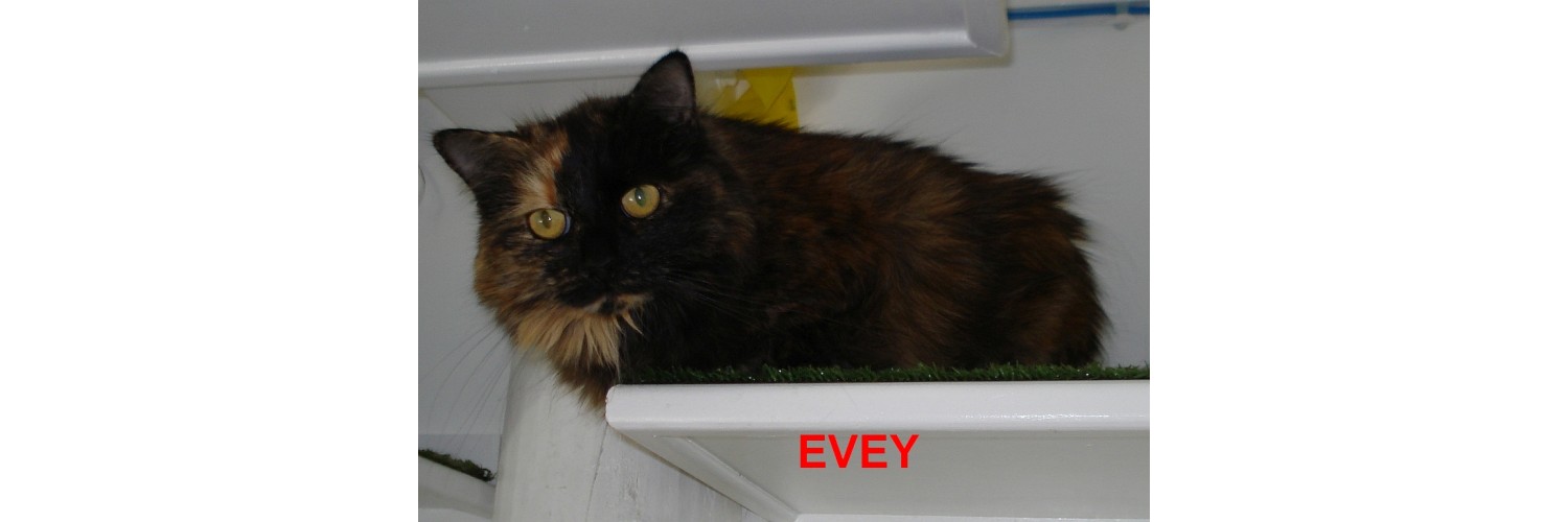 Evey