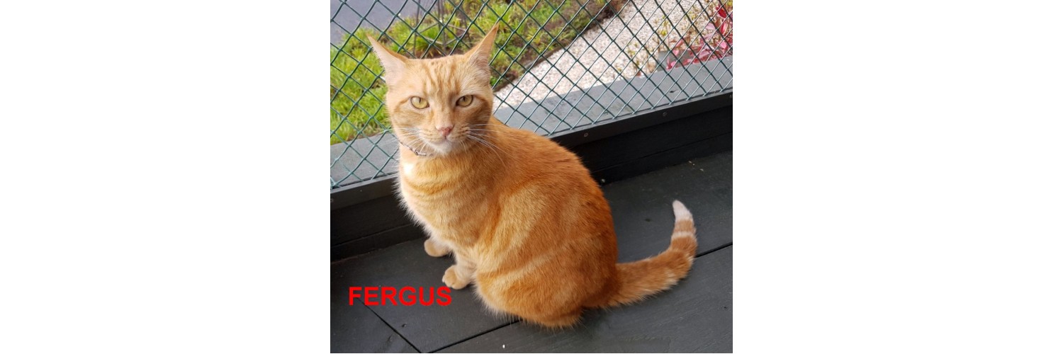 Fergus