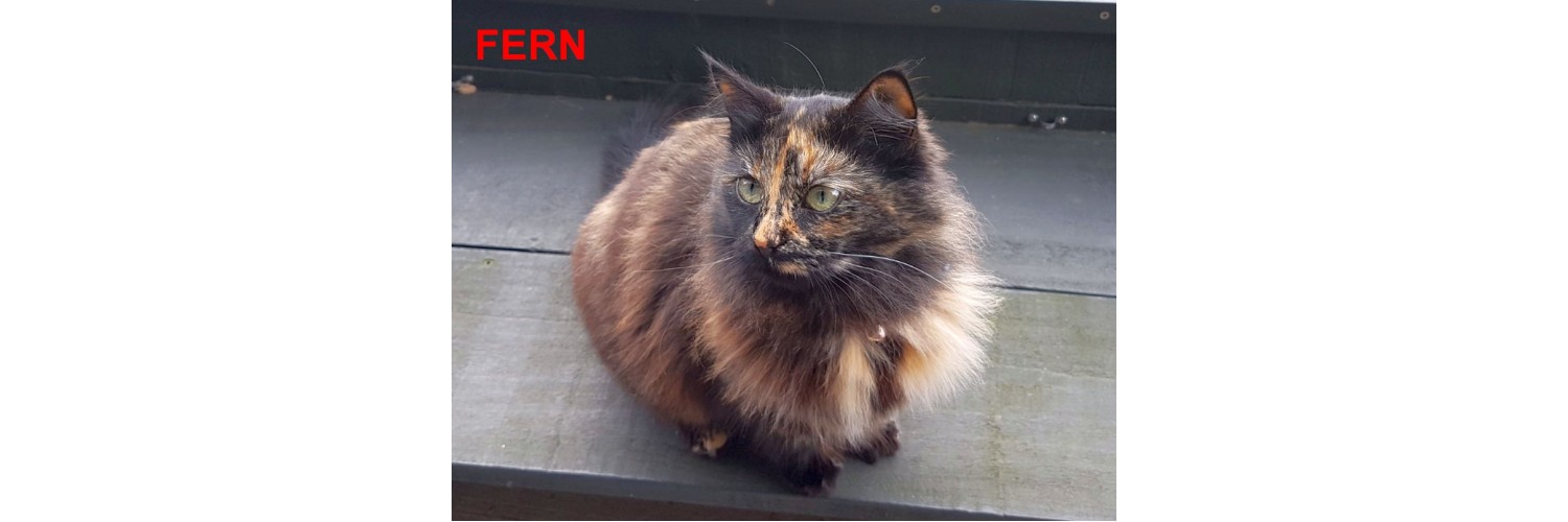 Fern