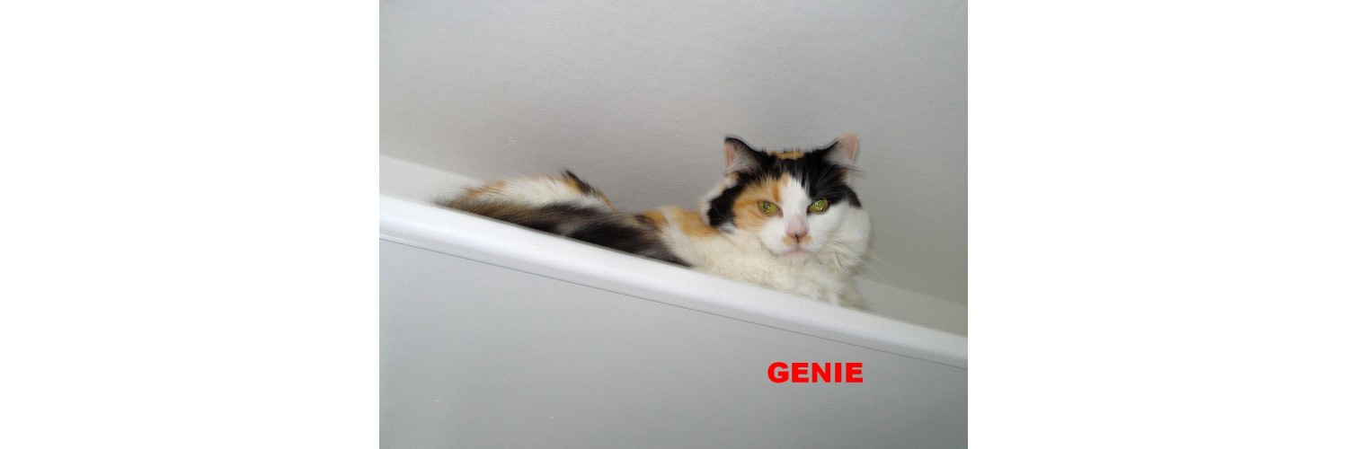 Genie