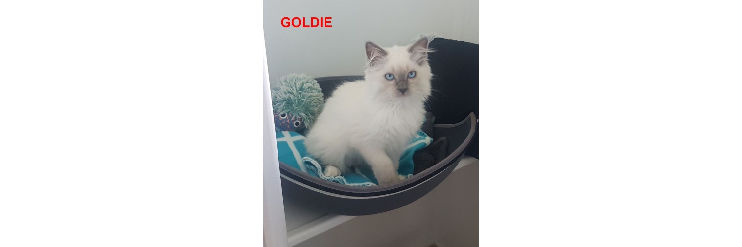 Goldie