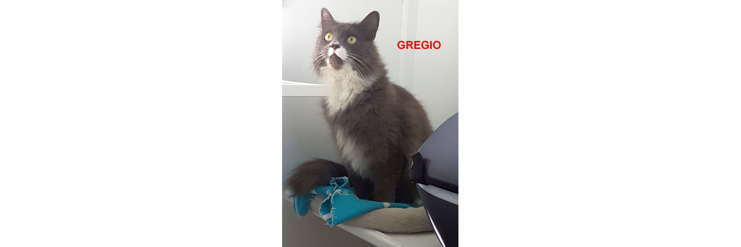 Gregio