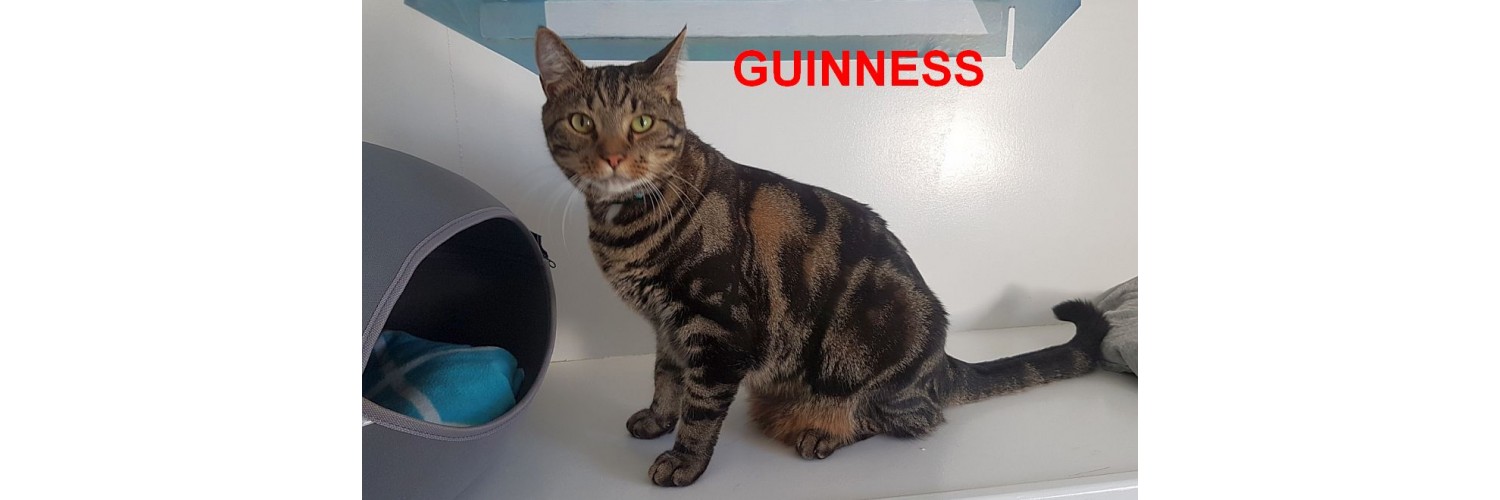 Guinness