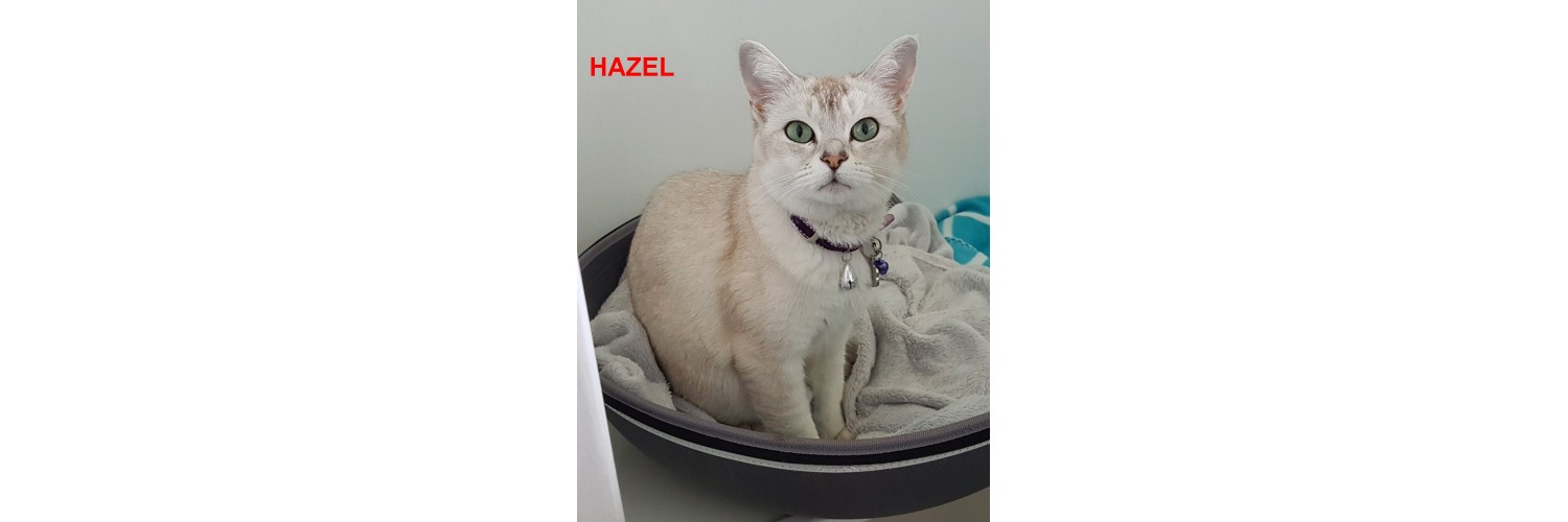 Hazel