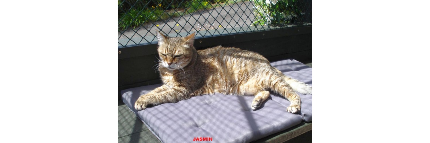 Jasmin