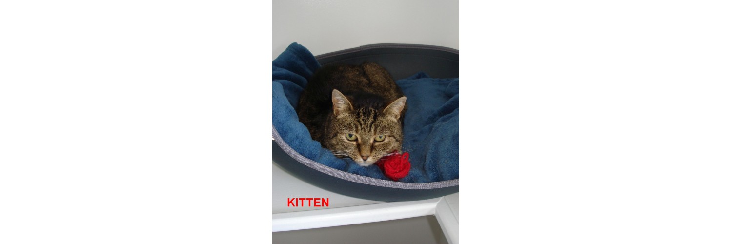 Kitten