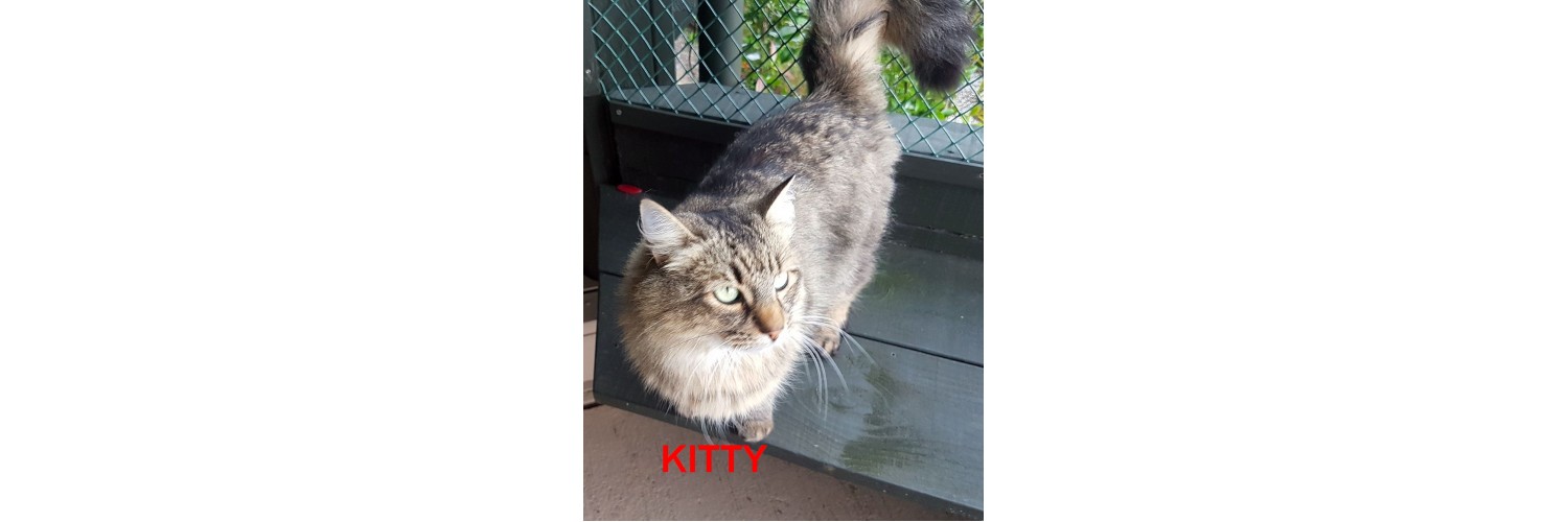 Kitty
