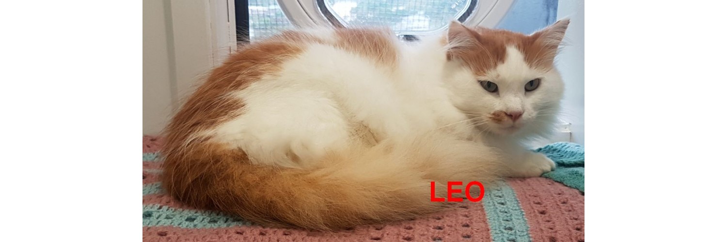 Leo