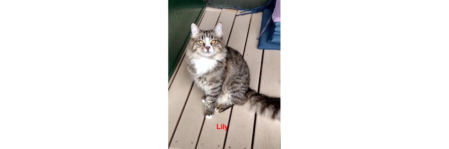 Lily