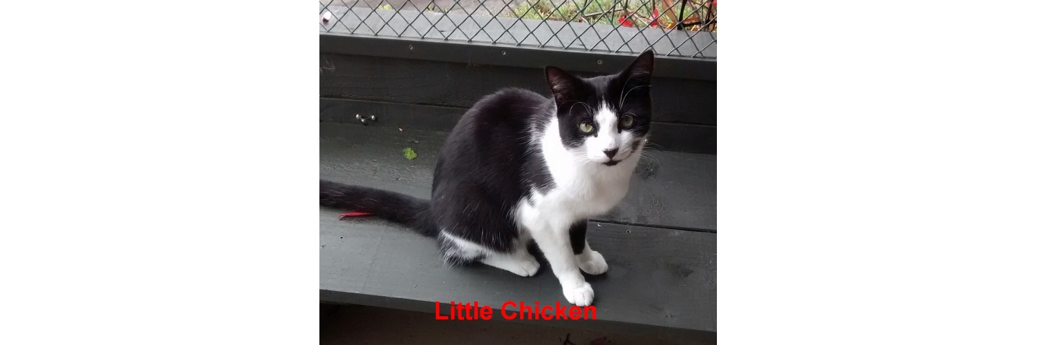 Little Chicken