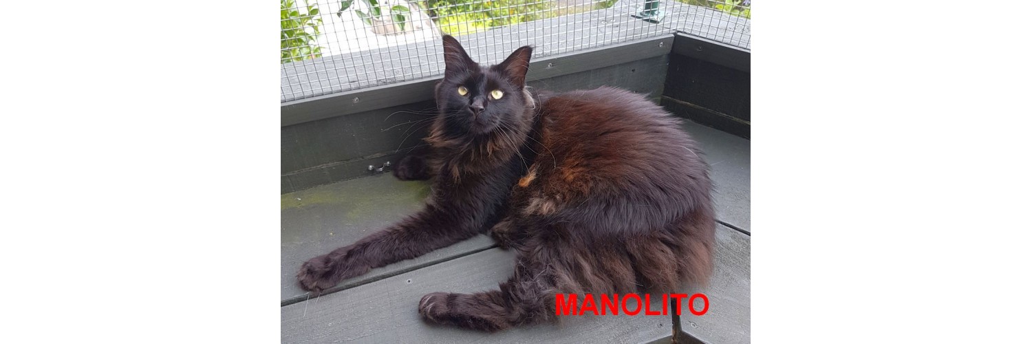 Manolito