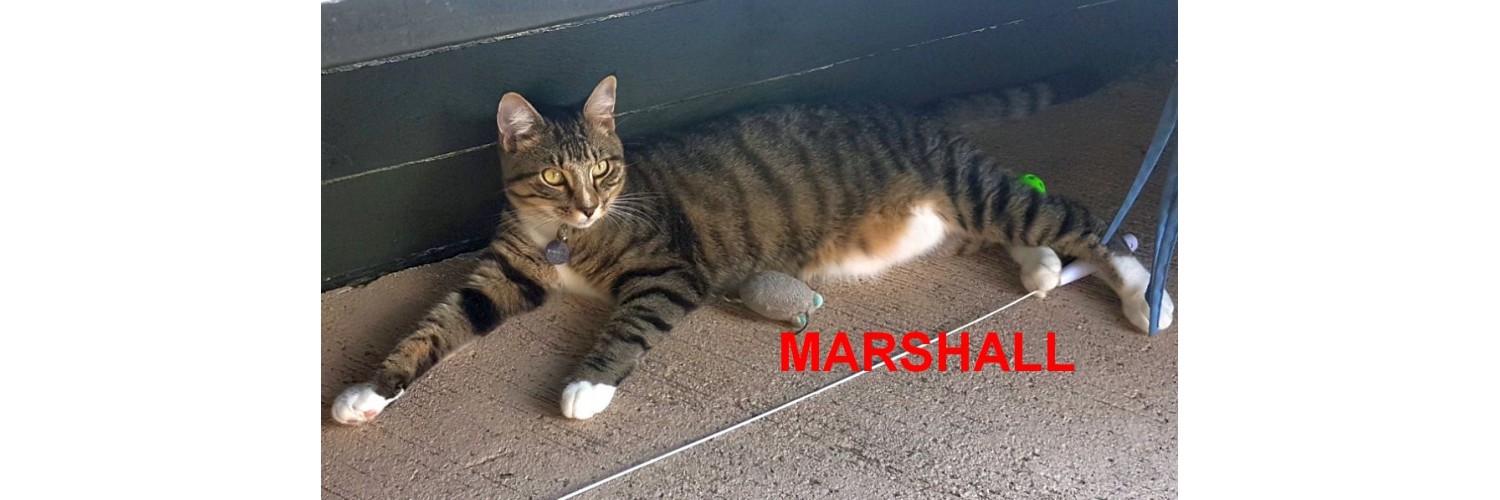 Marshall