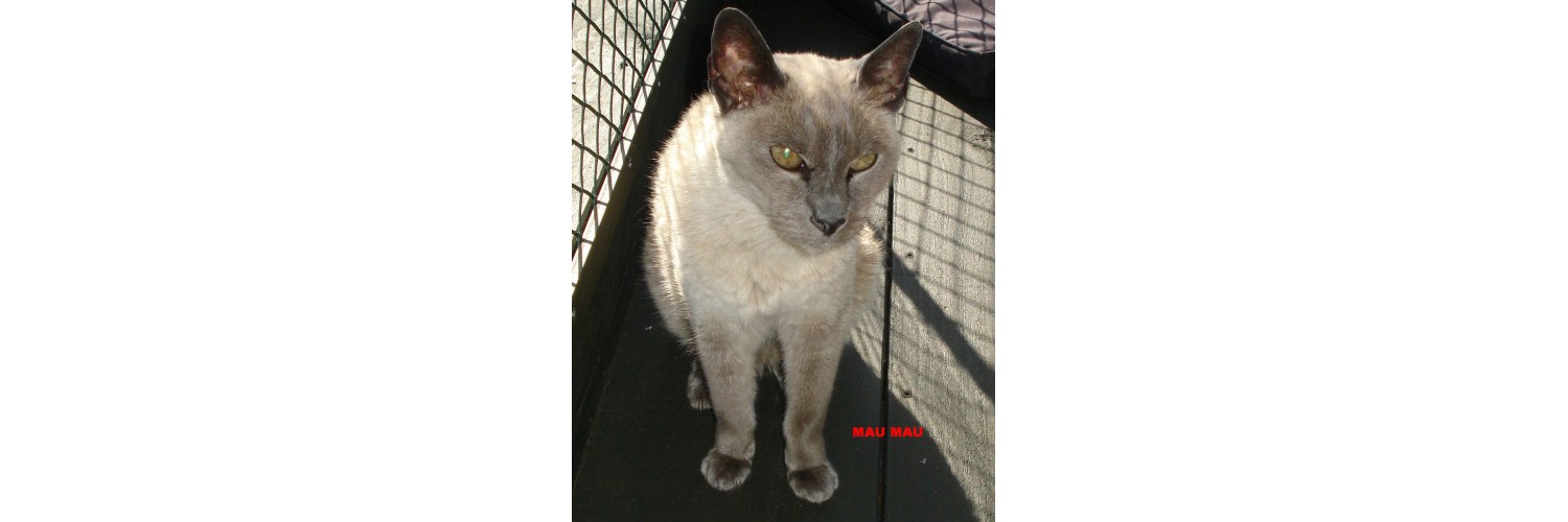Mau