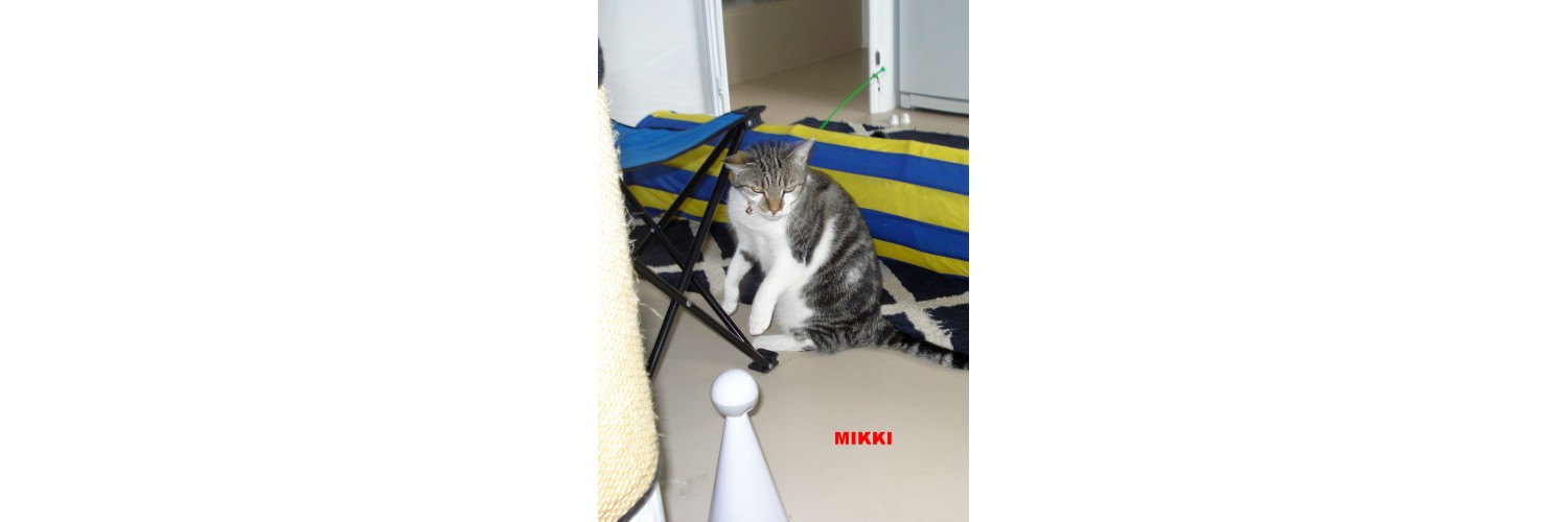 Mikki