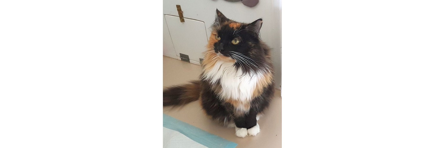 Millie