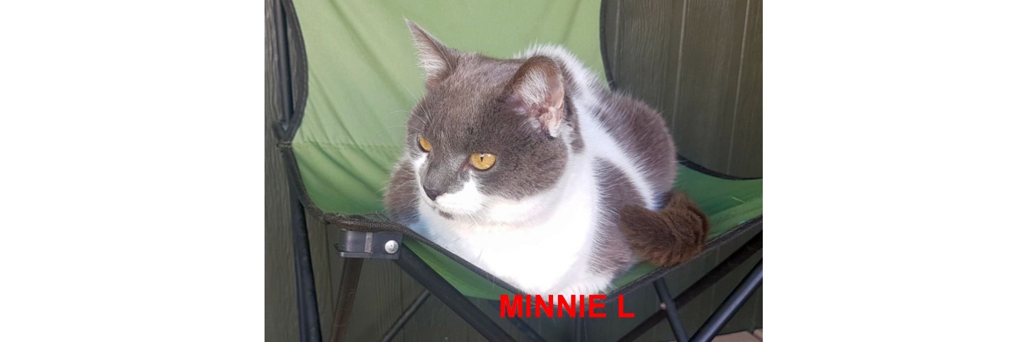 Minnie L