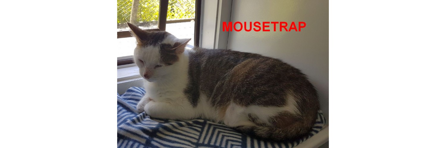 Mousetrap