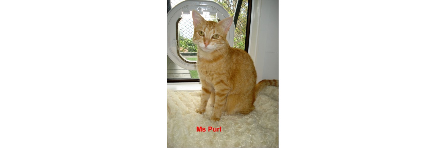 Ms Purl