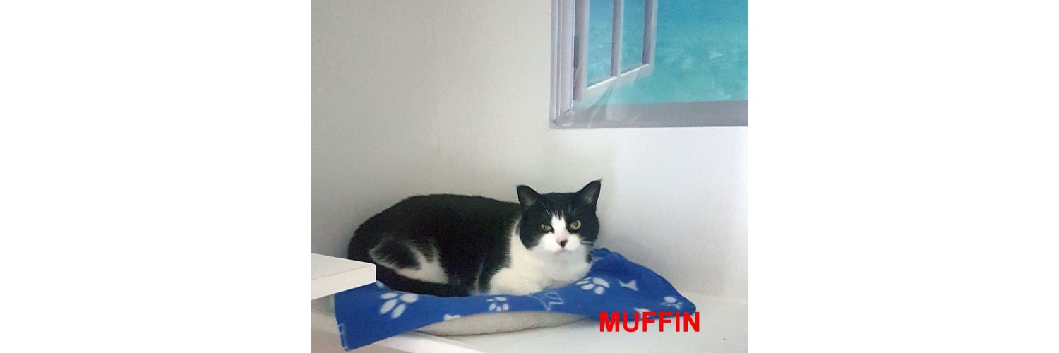 Muffin