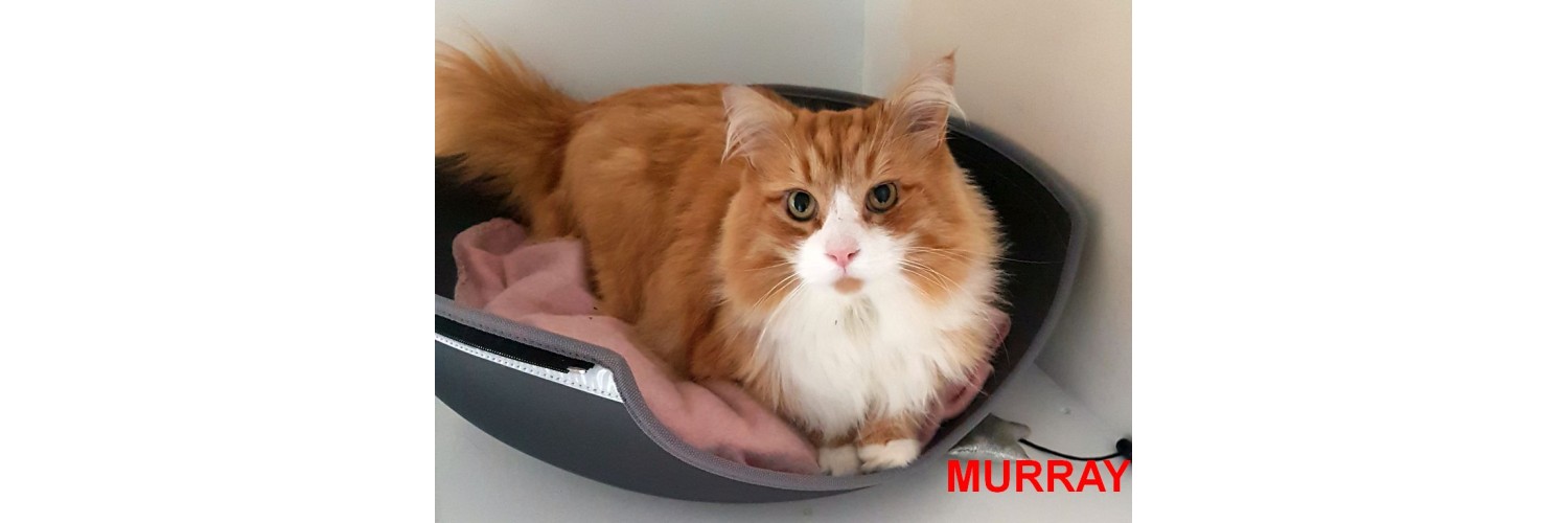 Murray
