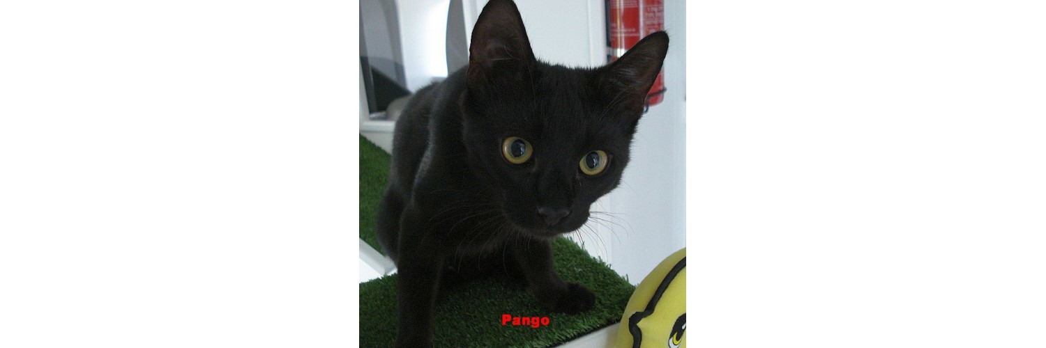 Pango