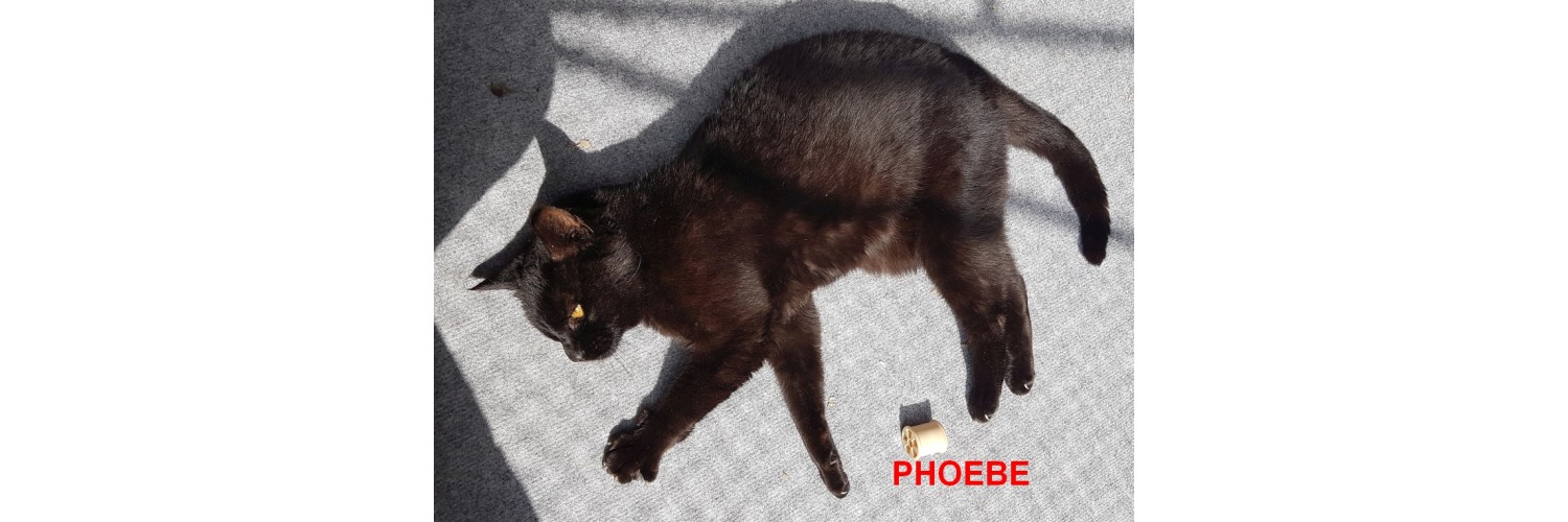 Phoebe