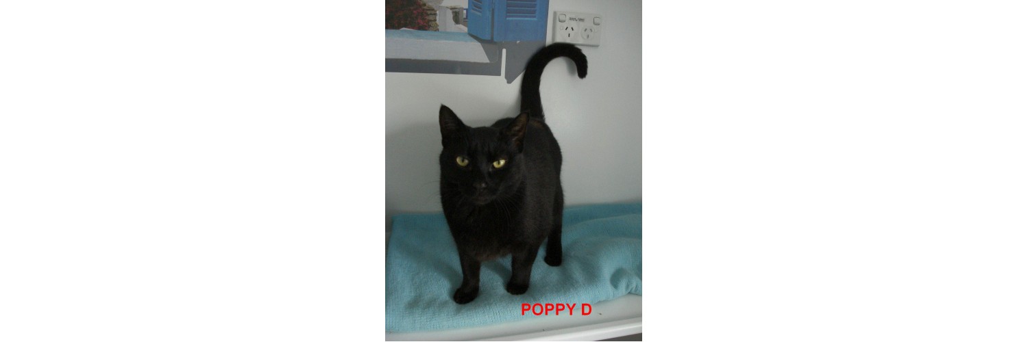 Poppy D