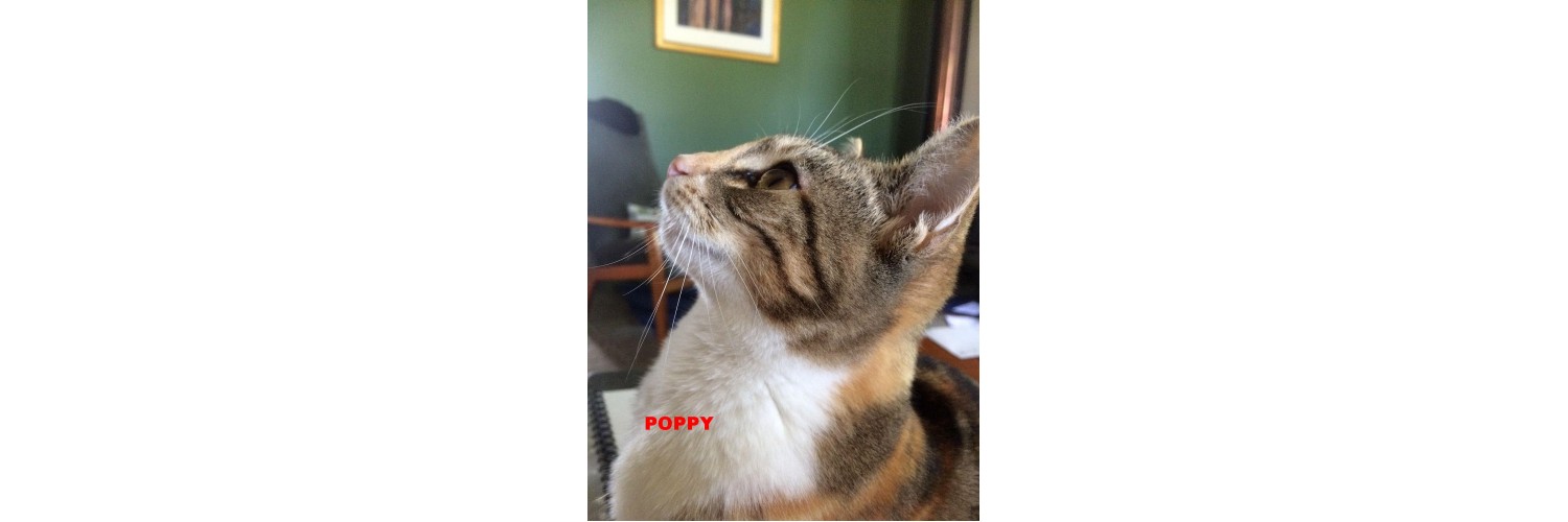 Poppy