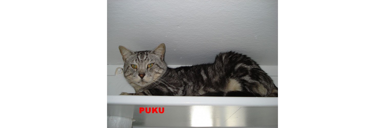 Puku