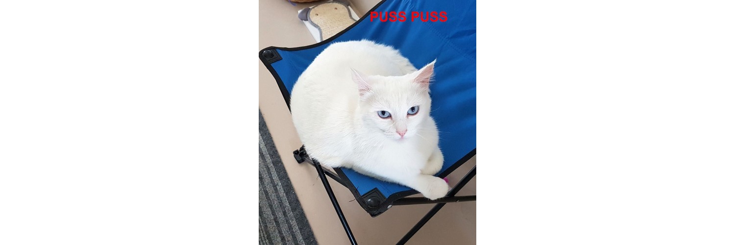 Puss Puss
