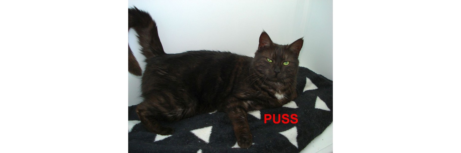 Puss H