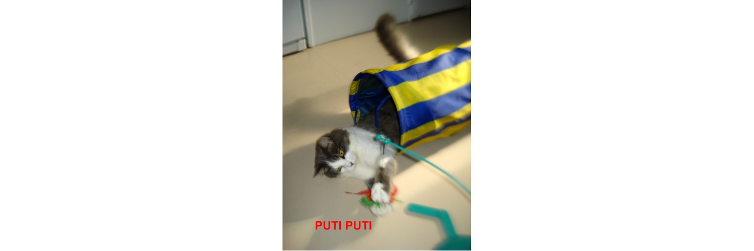 Puti Puti