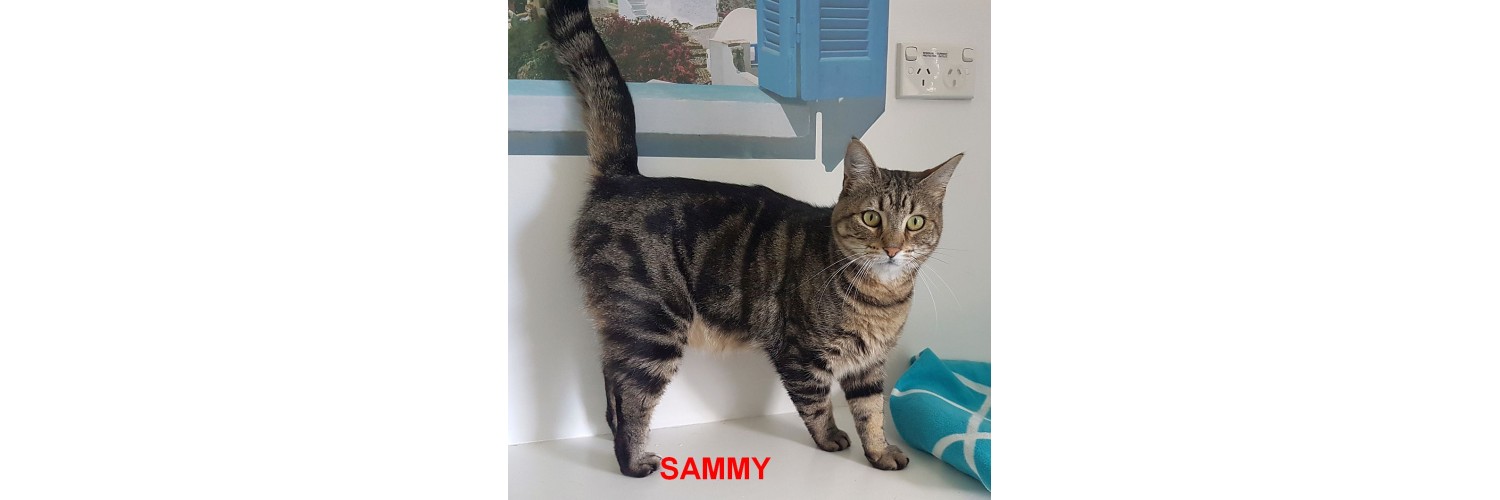 Sammy